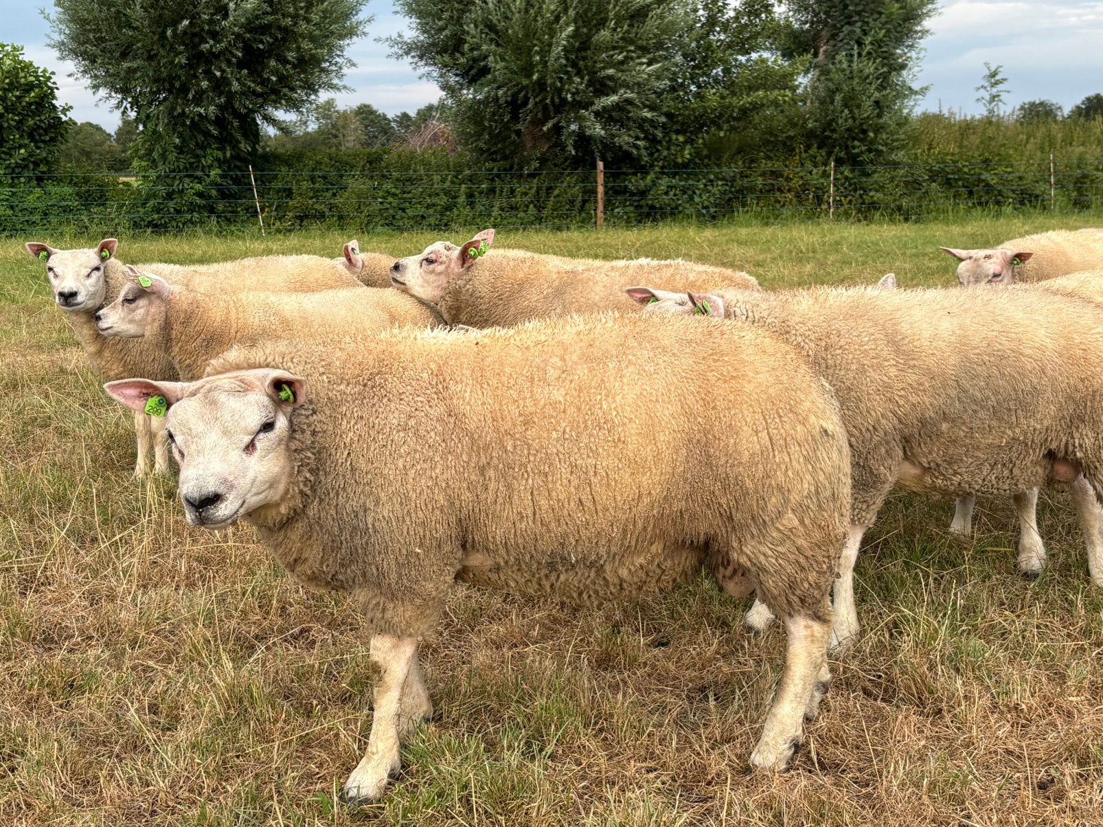 Stamboek texelaars ramlammeren, Mannelijk, Schaap