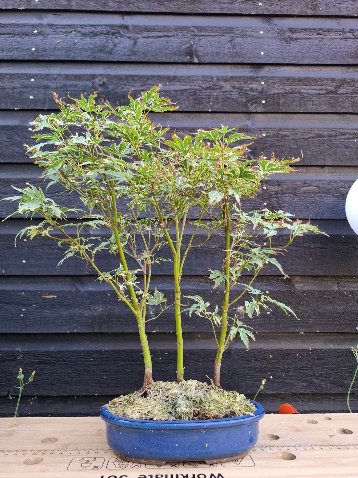 Acer palmatum "butterfly" bosage bonsai, Tuin en Terras, Planten | Bomen, Ophalen, Bloeit niet, Halfschaduw, Overige soorten