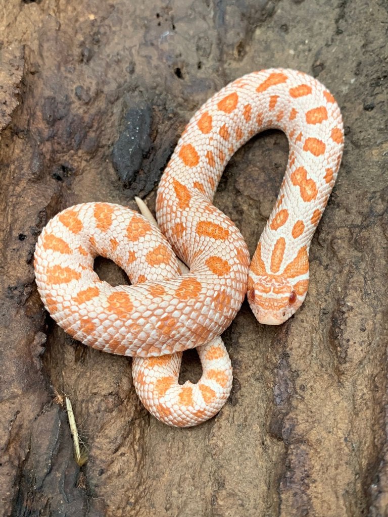 1.0 albino conda heterodon nasicus Hognose Snake - male for sale from DemonSnakes