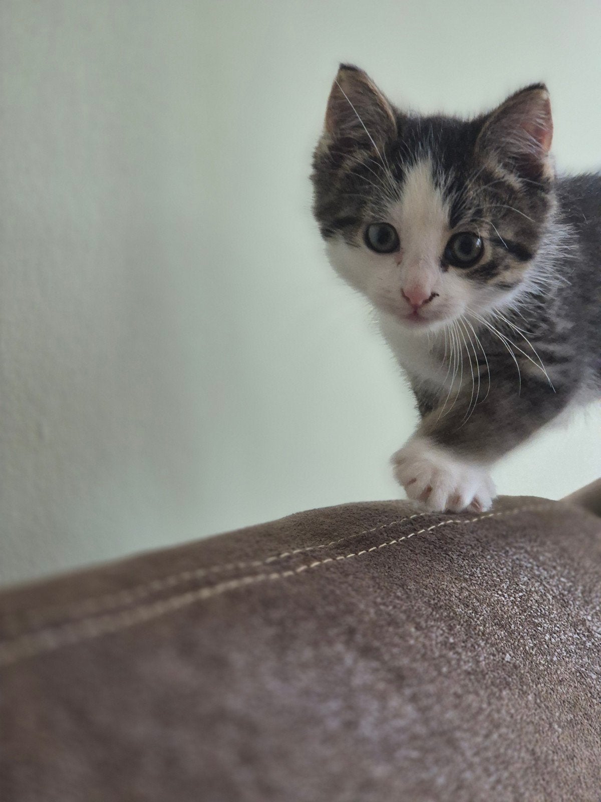 Kittens ( katers) te koop, Dieren en Toebehoren, Kater, Kortharig, 0 tot 2 jaar