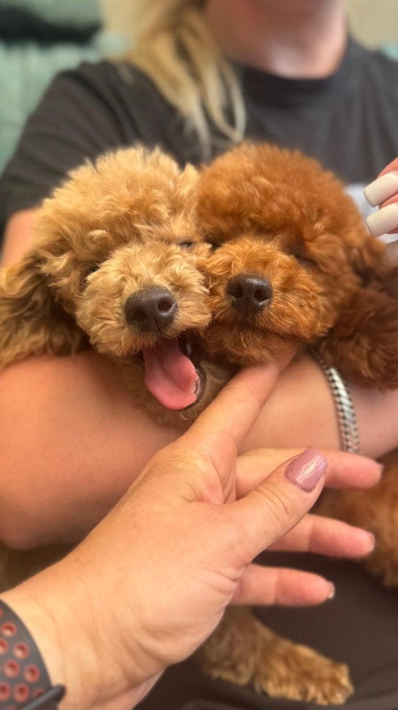 Toypoedel, Parvo, Poedel, 15 weken tot 1 jaar, Buitenland
