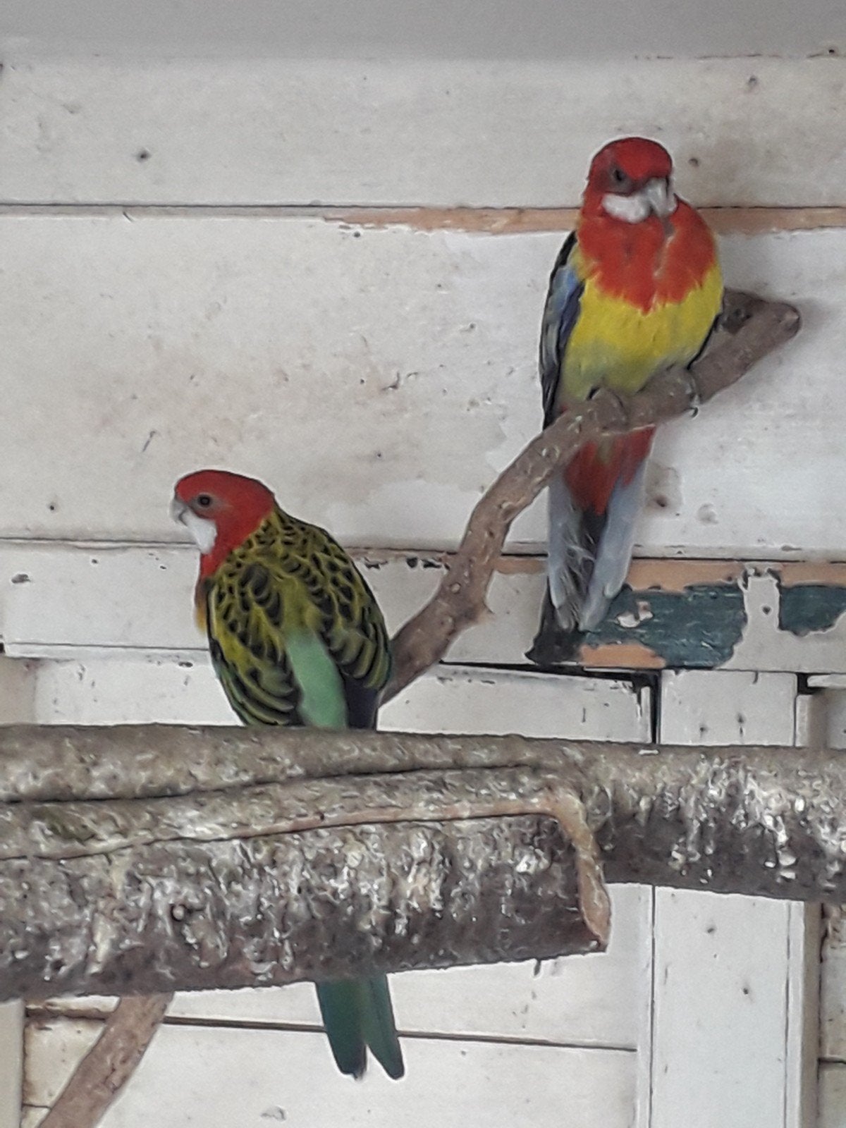 bewezen koppel rosella's
