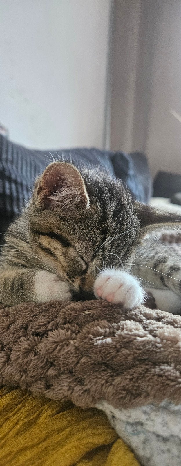 3 lieve gezellige kittens zoeken een nieuw huisje, Meerdere dieren