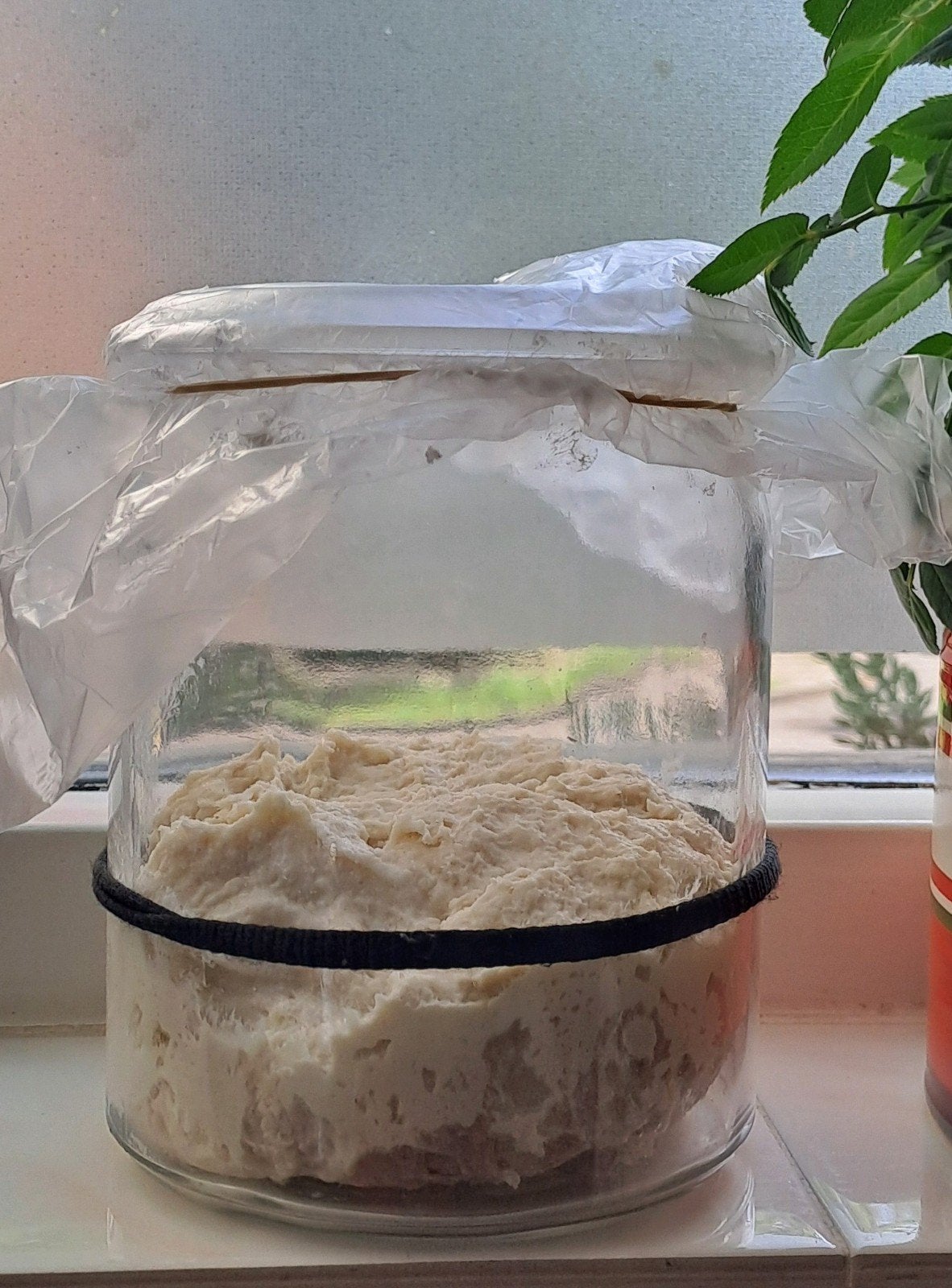 Zuurdesem Starter, Ophalen of Verzenden