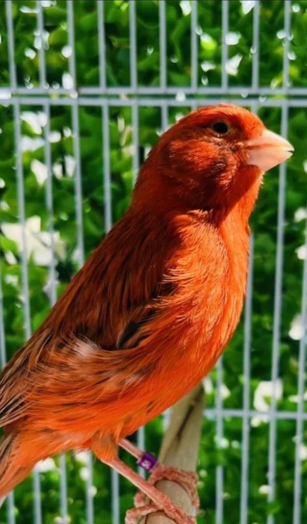 GEZOCHT !!Zwart (Kobalt) Rood poppen., Dieren en Toebehoren, Vogels | Kanaries, Vrouwelijk, Kleurkanarie
