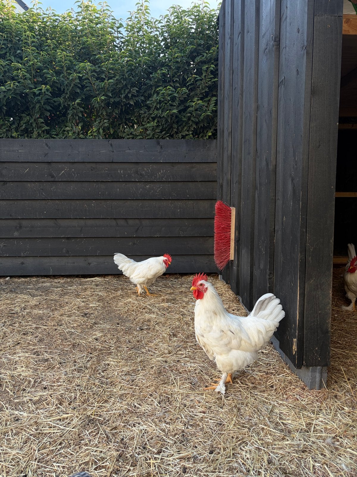 4 tamme hanen, Dieren en Toebehoren, Pluimvee, Meerdere dieren, Kip