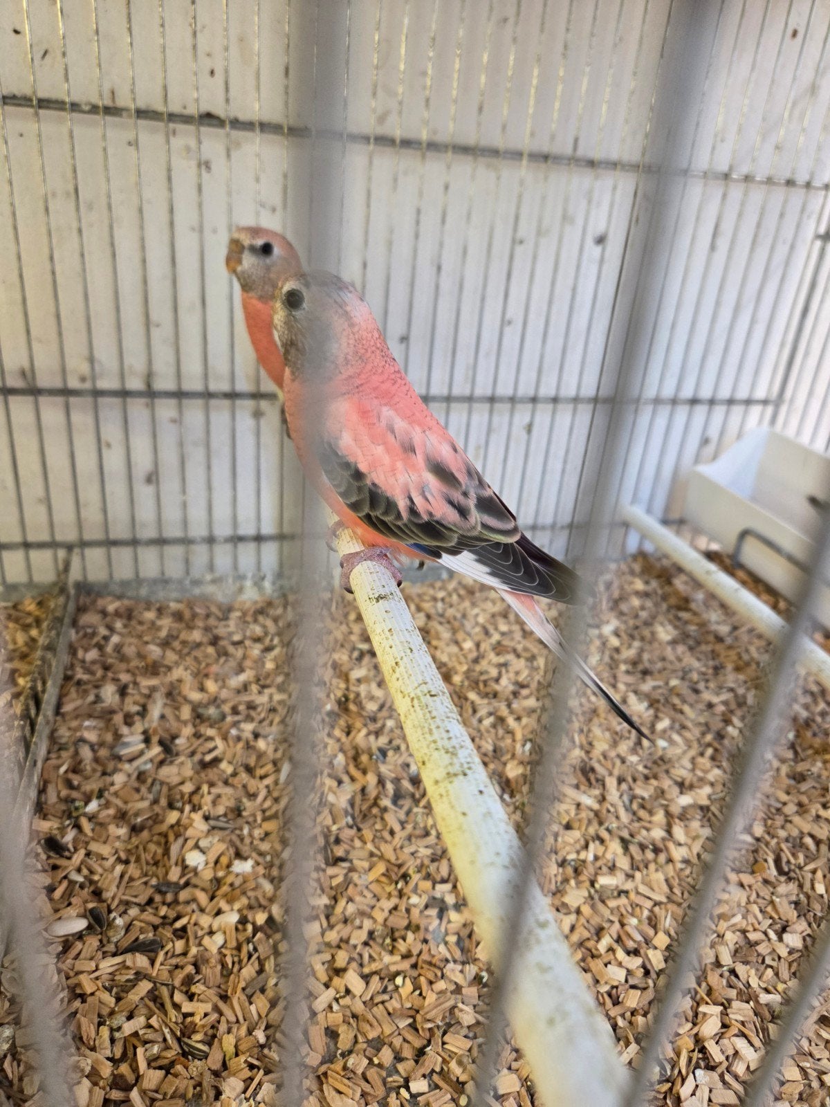 Bourks parkieten, Meerdere dieren, Parkiet