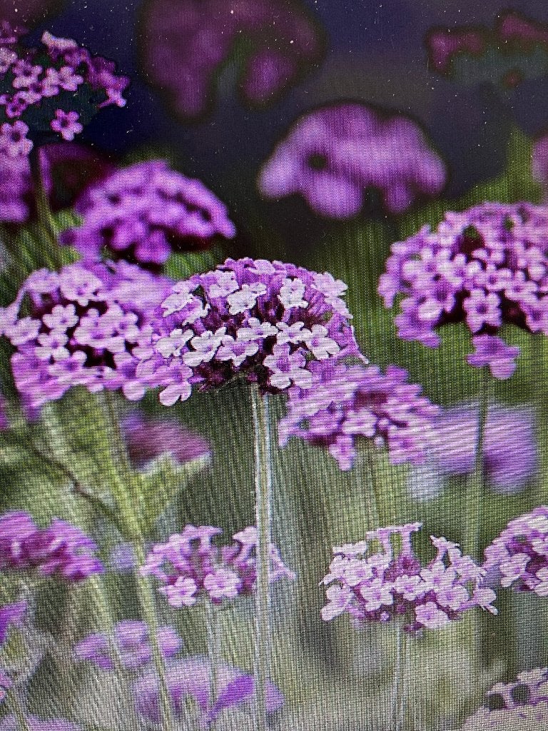 ijzerhard (Verbena bonariensis), Tuin en Terras, Volle zon, Vaste plant, Zomer, Ophalen