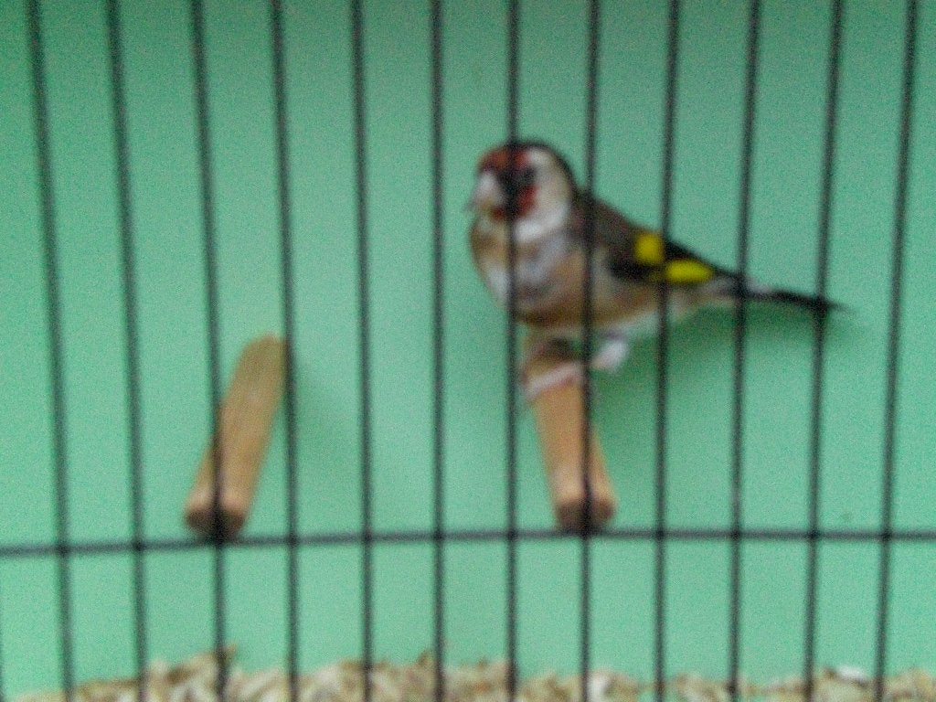 kleine putter, Dieren en Toebehoren, Mannelijk, Wildzangvogel, Geringd