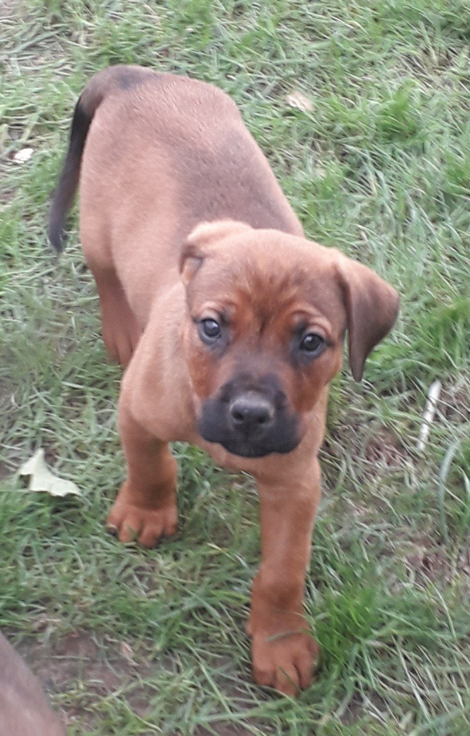 kruising rottweiler x boerboel, Dieren en Toebehoren, Honden | Niet-rashonden, Parvo, België, Particulier, 8 tot 15 weken