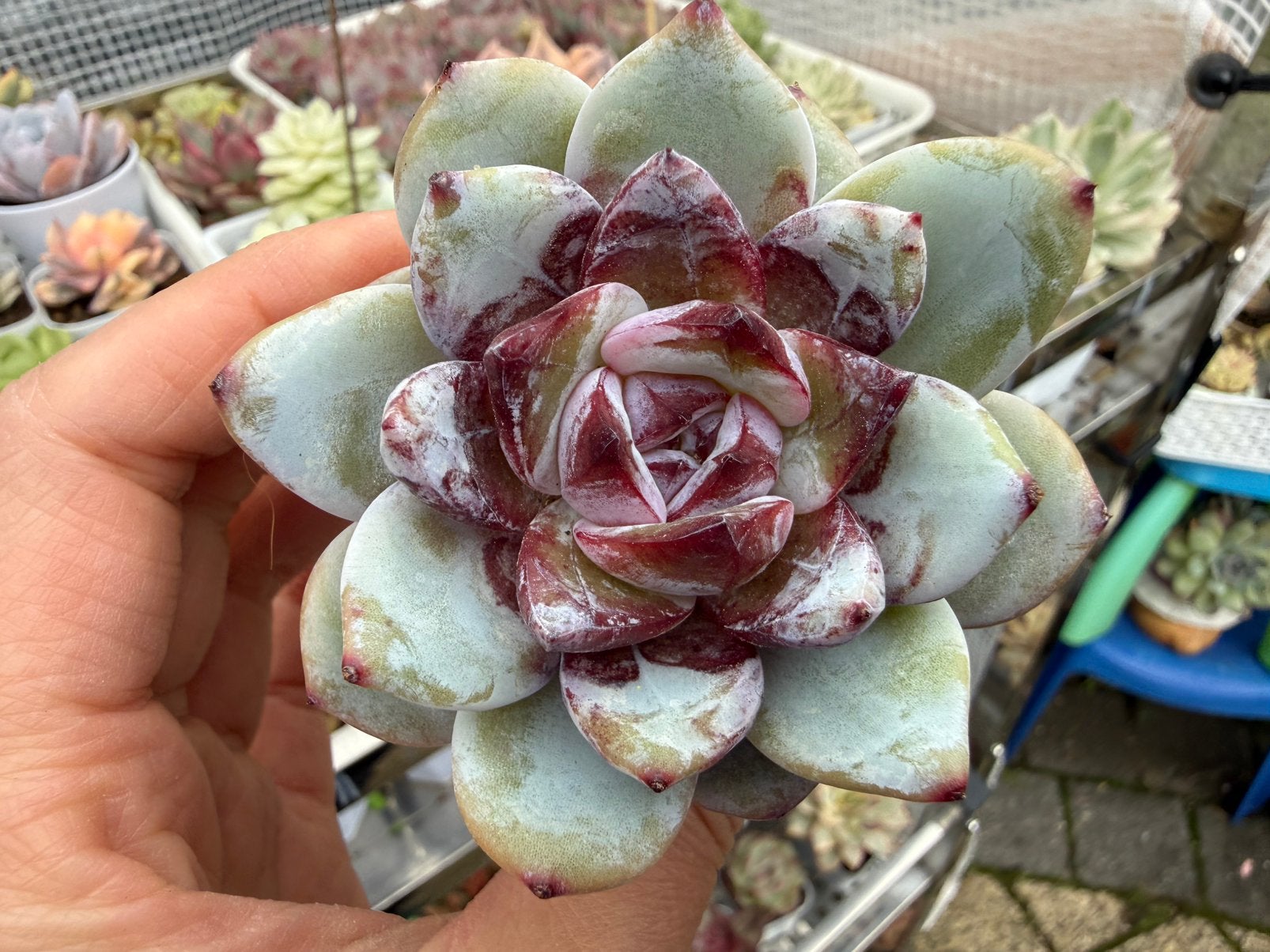 Echeveria Sugar Heart Monroe /pot 5cm/  ' Snow Angel ', Verzenden, Halfschaduw, Minder dan 100 cm