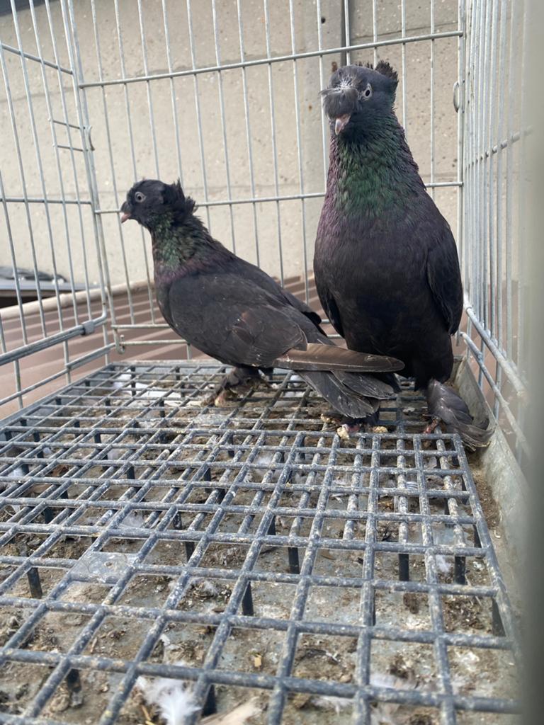 Takla arap çift tepeli, Meerdere dieren, Postduif