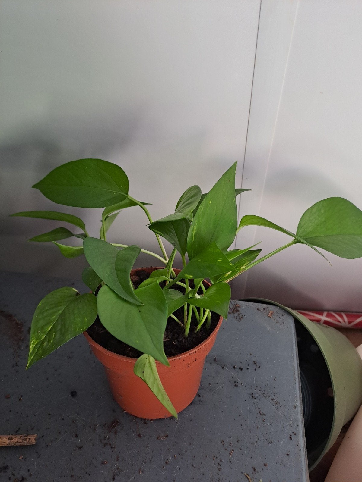 Scindapsus (drakenklimop), Huis en Inrichting, Ophalen, Halfschaduw, Minder dan 100 cm