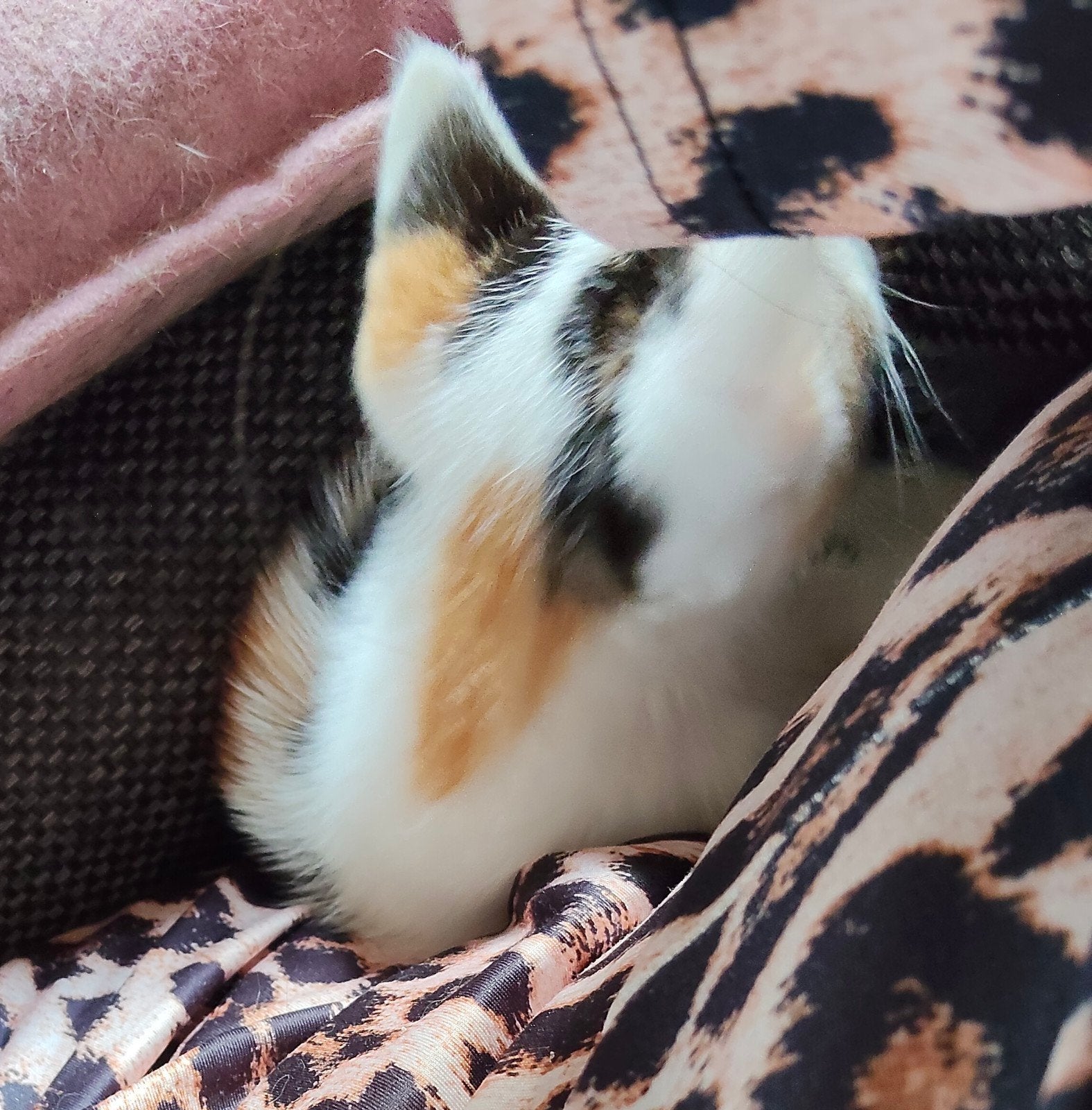 Kittens, Dieren en Toebehoren, Katten en Kittens | Overige Katten, Meerdere dieren
