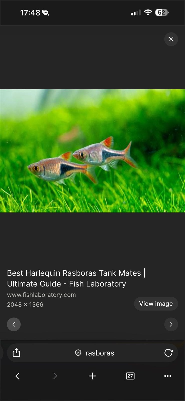rasboras aquariumvisjes, Dieren en Toebehoren, Vis