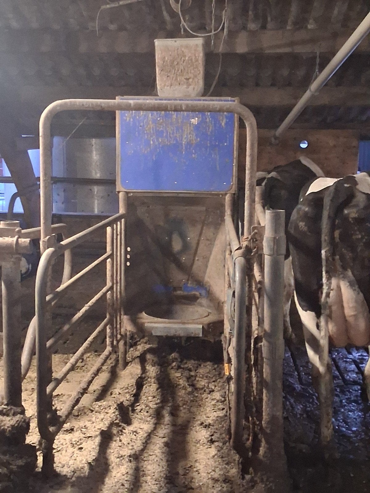 3x krachtvoerbox met computer en ca 130 halsbanden, Meerdere dieren, Schaap