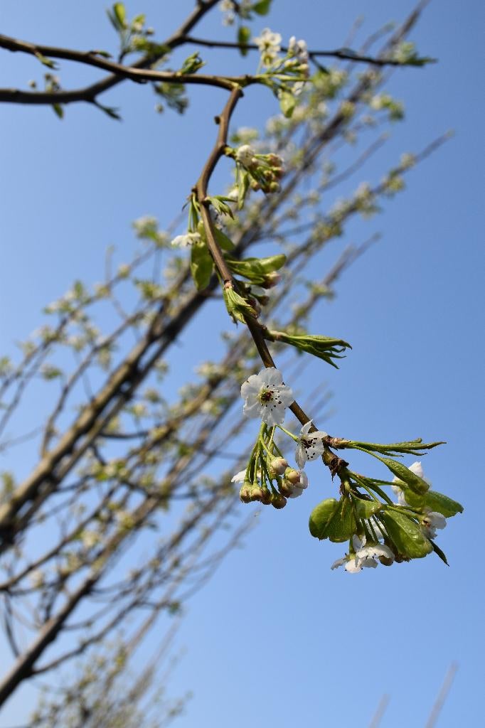 Pyrus calleryana 'Chanticleer' 20/25, Tuin en Terras, Planten | Bomen, Overige soorten, 250 tot 400 cm, Halfschaduw, Lente, Ophalen
