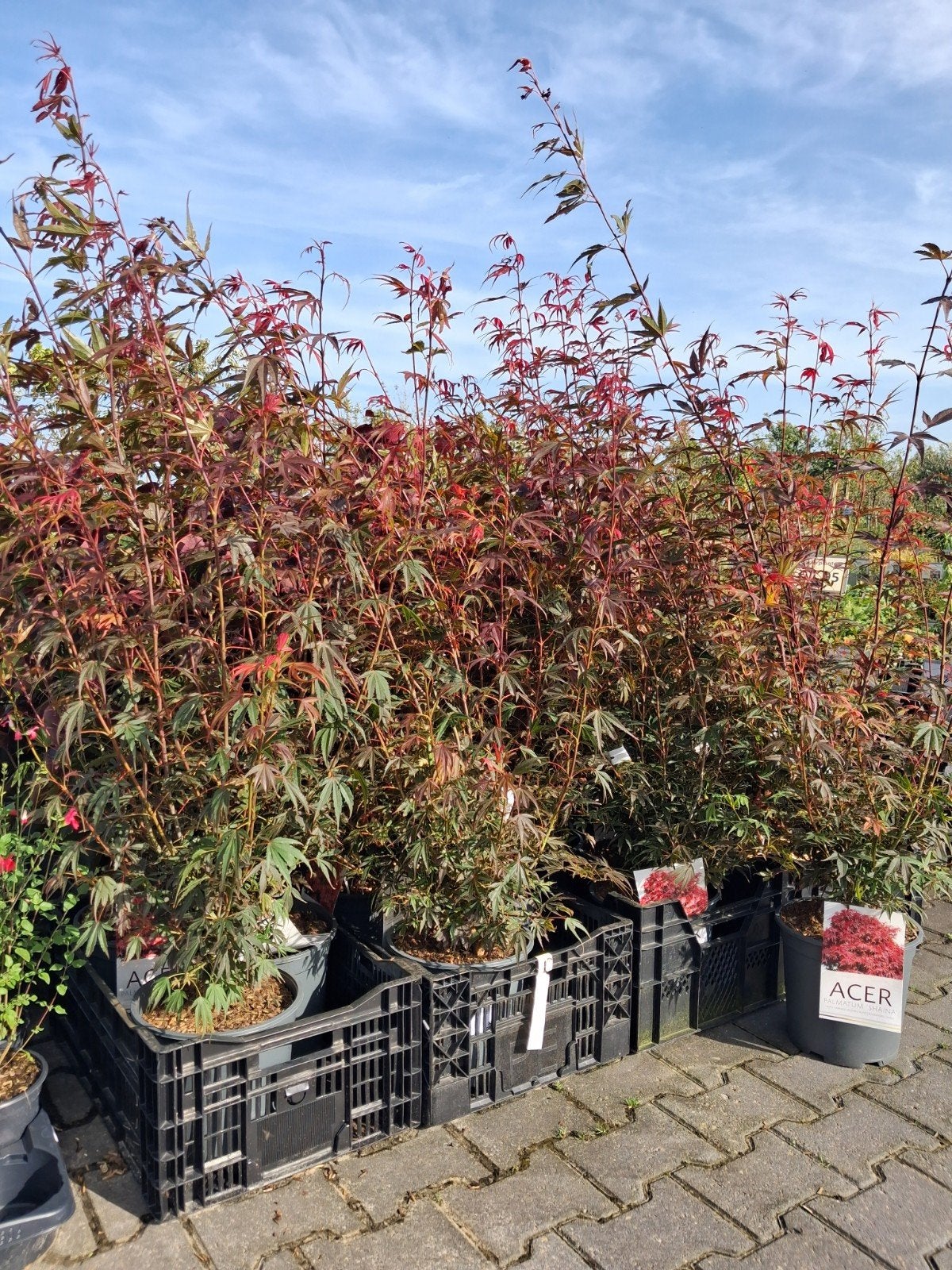Acer Palmatum 'Shaina' - Japanse Esdoorn in pot, Tuin en Terras, Ophalen of Verzenden, Struik, 100 tot 250 cm