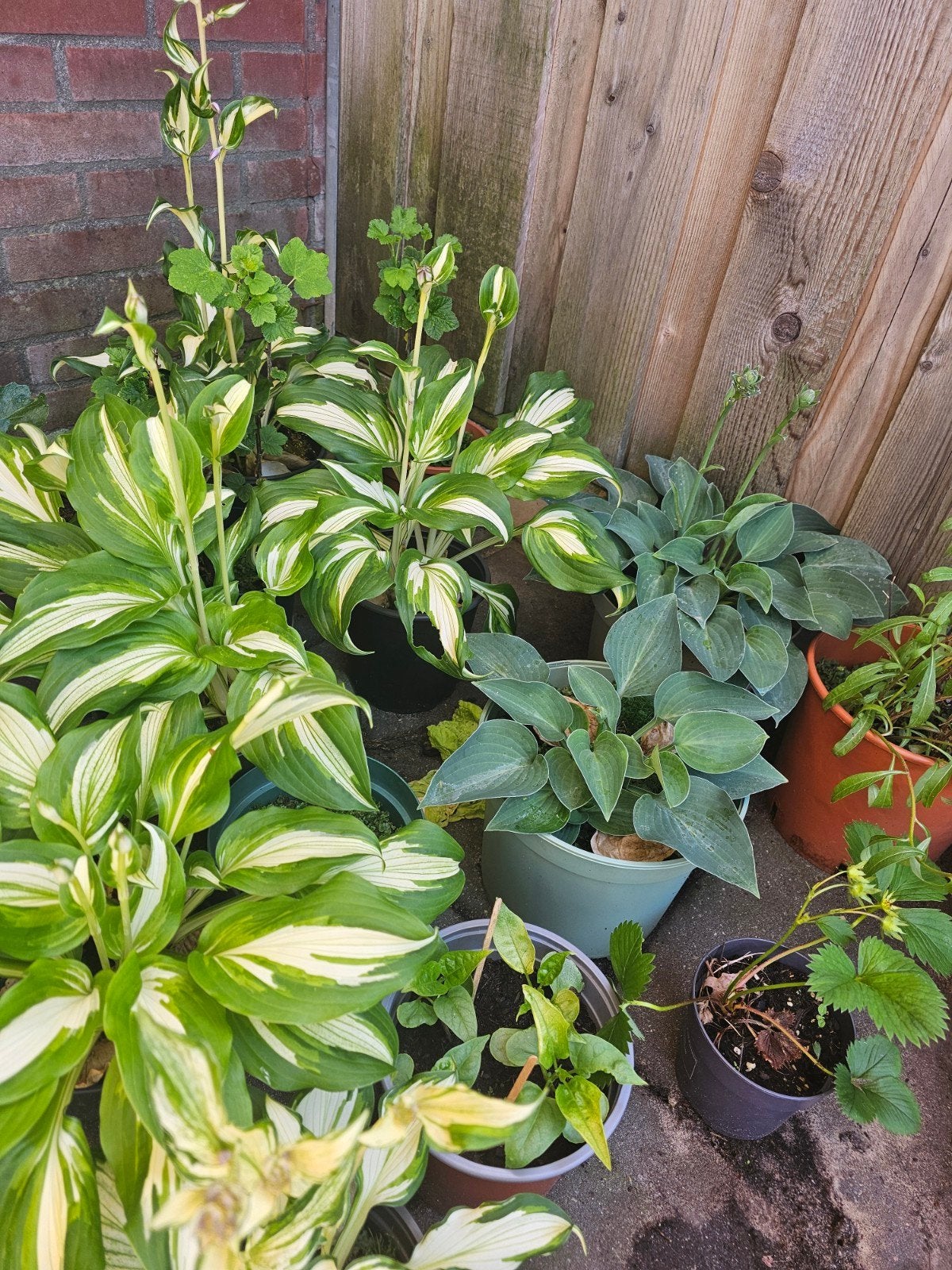 Mooie hosta s en meer 4.95 pst, Tuin en Terras, Planten | Tuinplanten, Ophalen, Vaste plant, Overige soorten, Halfschaduw