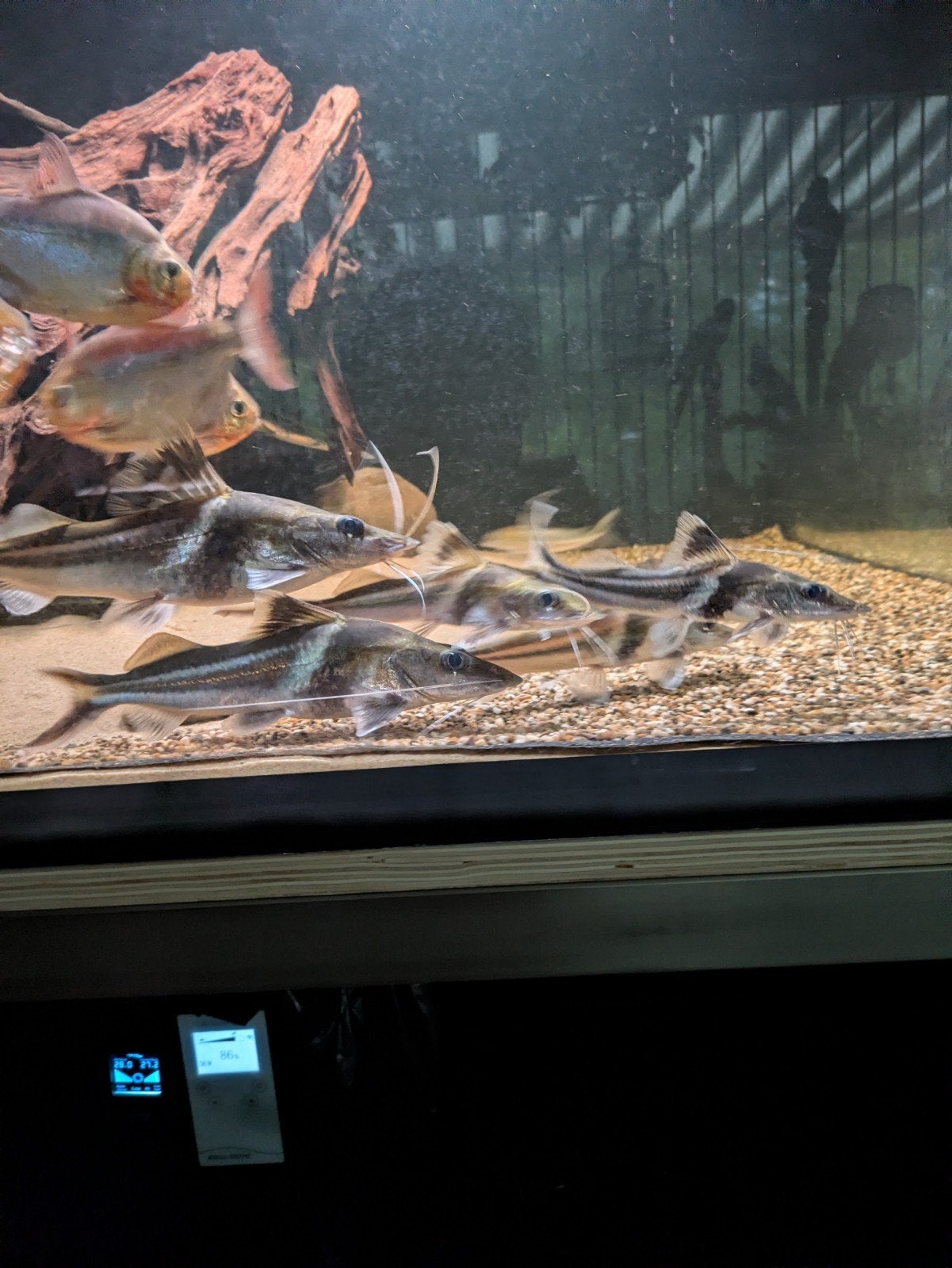 Pimelodus ornatus 5 stuks, Vis