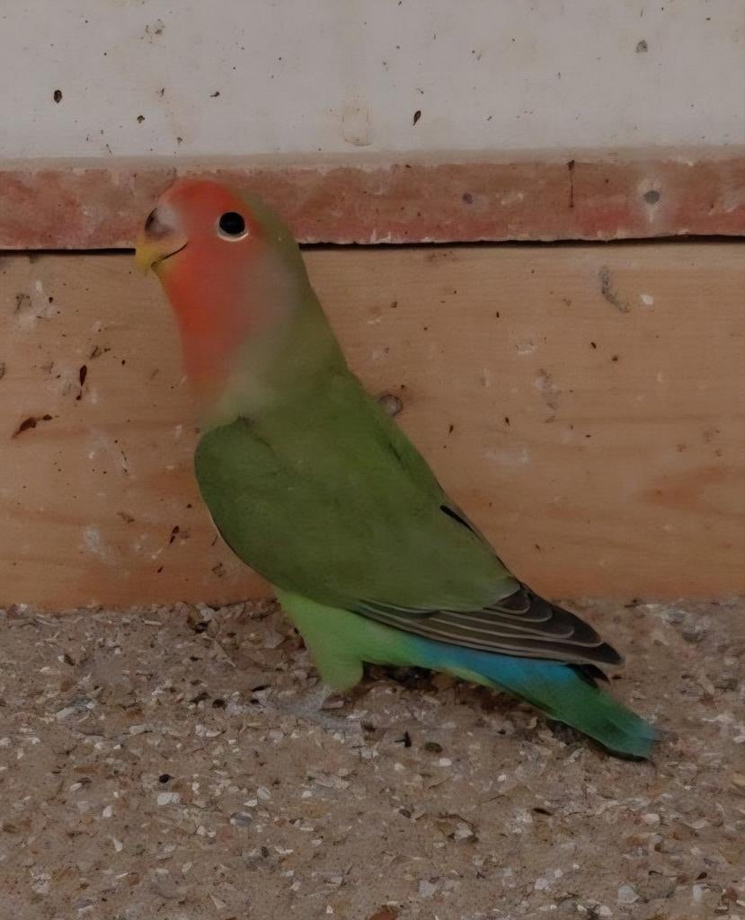 Jonge Agapornis roseicollis om tam te maken, Dieren en Toebehoren, Vogels | Parkieten en Papegaaien, Geslacht onbekend, Dwergpapegaai of Agapornis