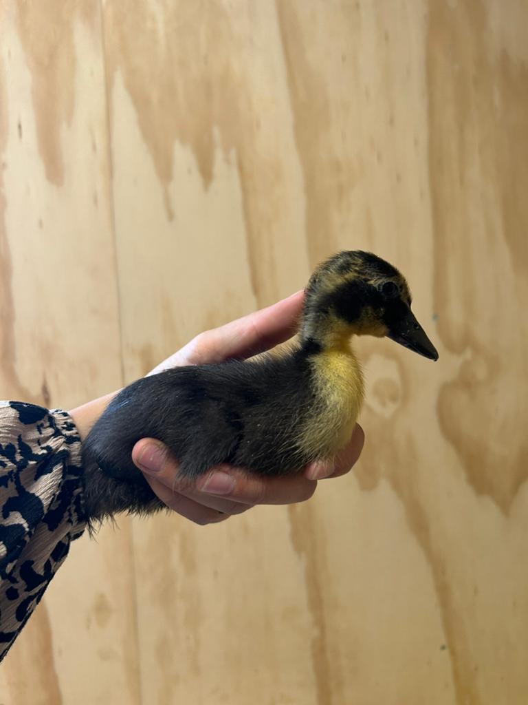 Smaragd eend kuikens, Dieren en Toebehoren, Geslacht onbekend, Tam