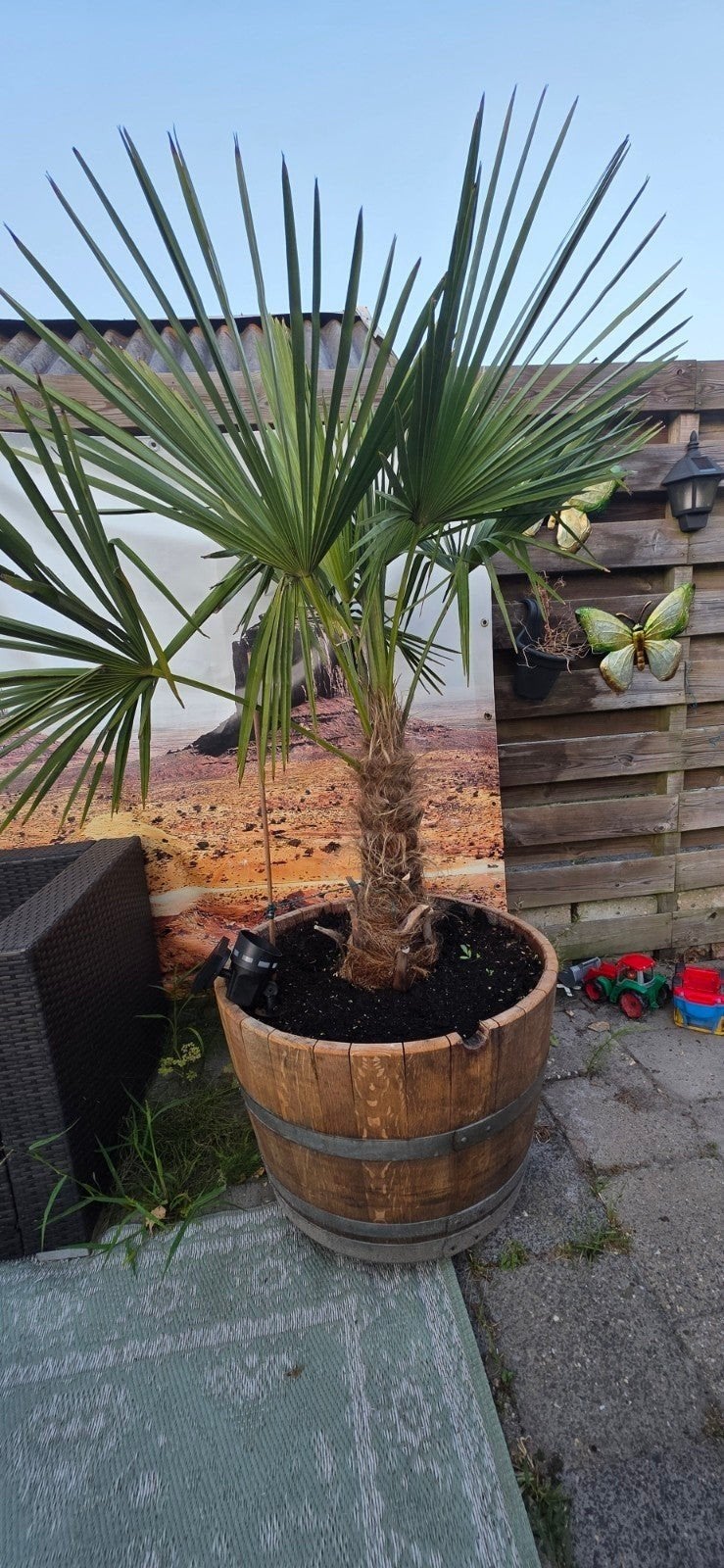 Bloembakken van gebruikte wijnvaten - diverse maten, Tuin en Terras, Ophalen, Gebruikt, Rond, 60 tot 100 cm