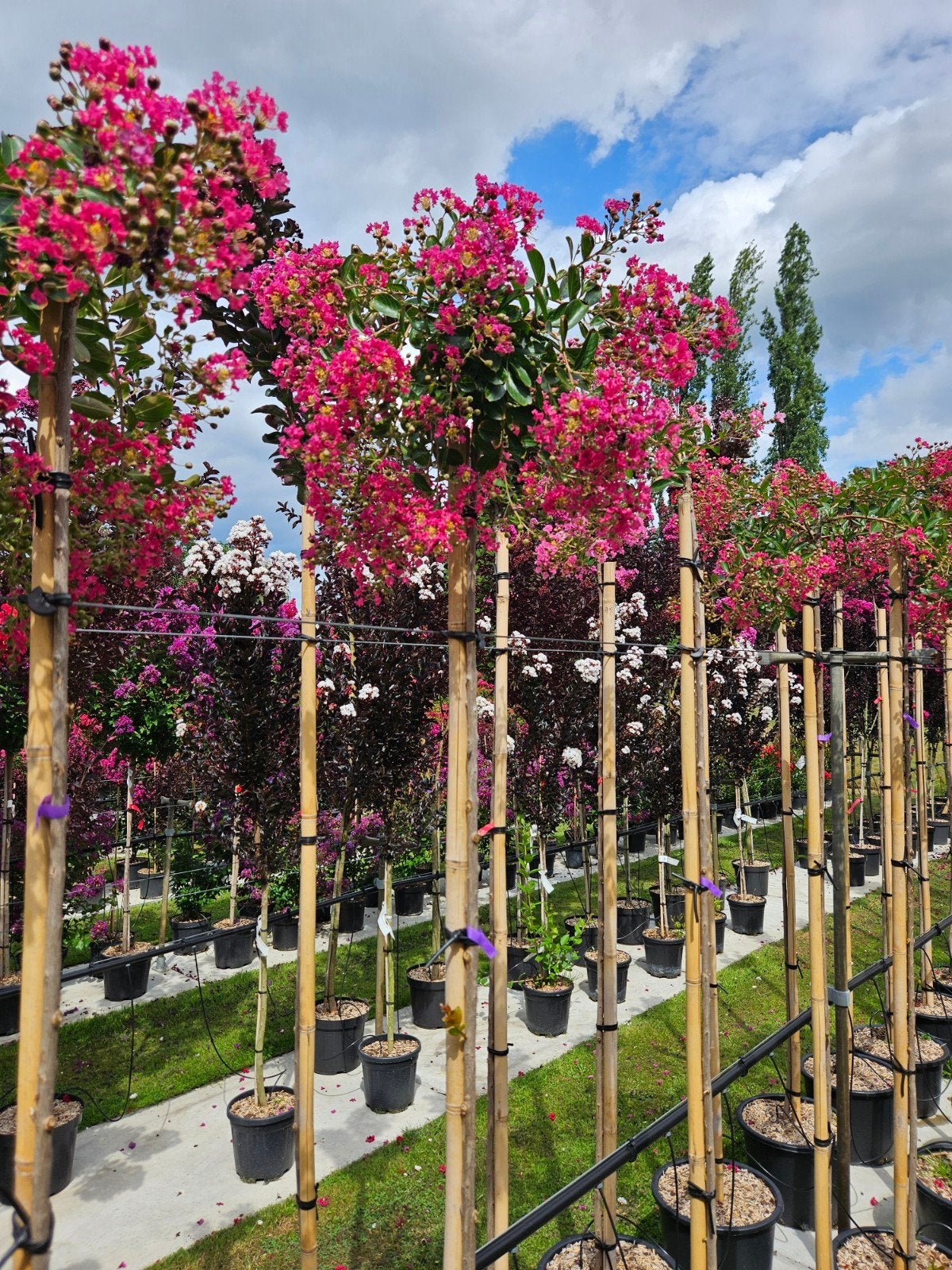 Lagerstroemia Mimie Dablage / Treurvorm / hoogstam  ‼️‼️, Tuin en Terras, Planten | Bomen, Treurboom, 100 tot 250 cm, Zomer, Ophalen