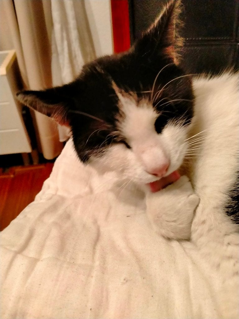 Kater vermist, Kat