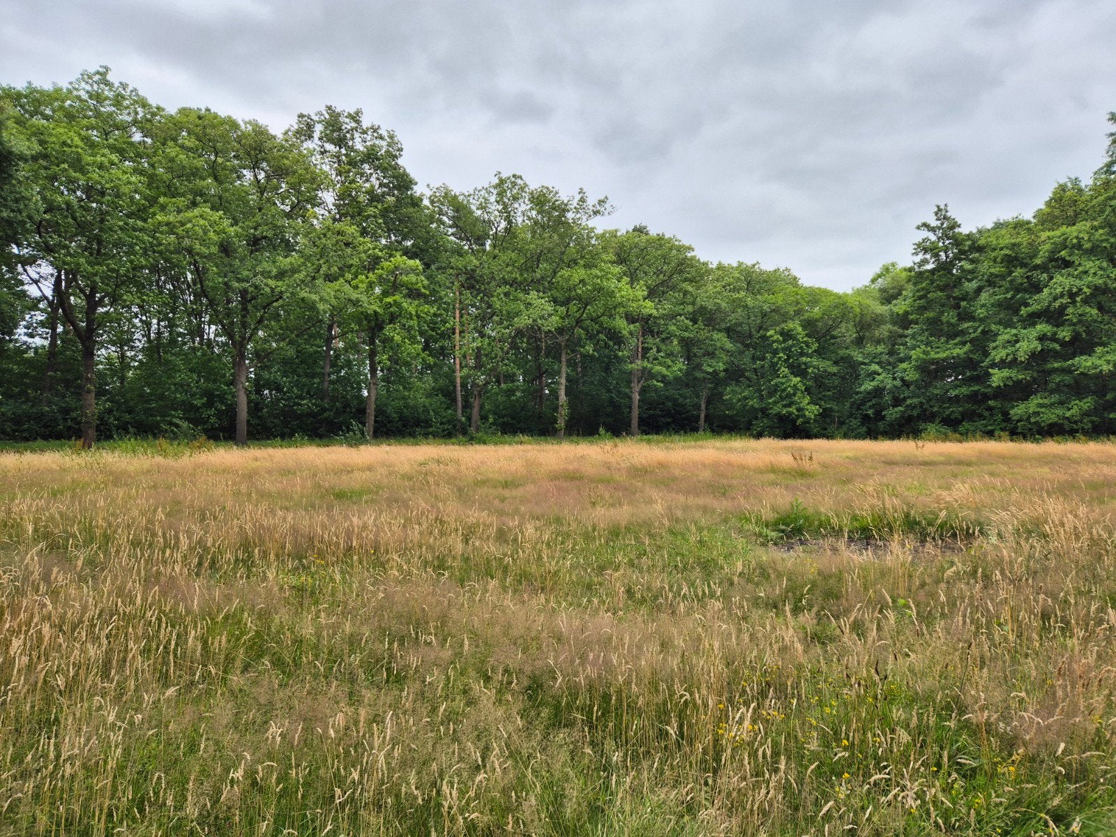 Weide, te maaien, Dieren en Toebehoren, Stalling en Weidegang