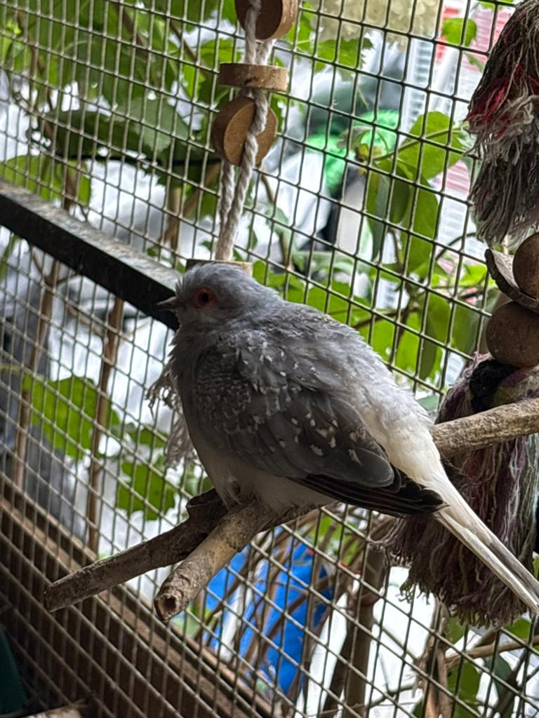Leuke diamant duifjes te koop, Meerdere dieren, Parkiet