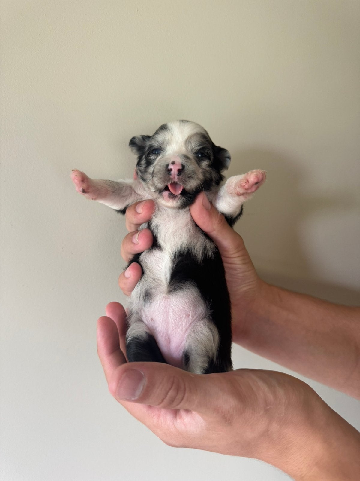 Prachtige pups boomer x pomeriaan x keeshond, Dieren en Toebehoren, 8 tot 15 weken, Parvo, Meerdere, Meerdere dieren