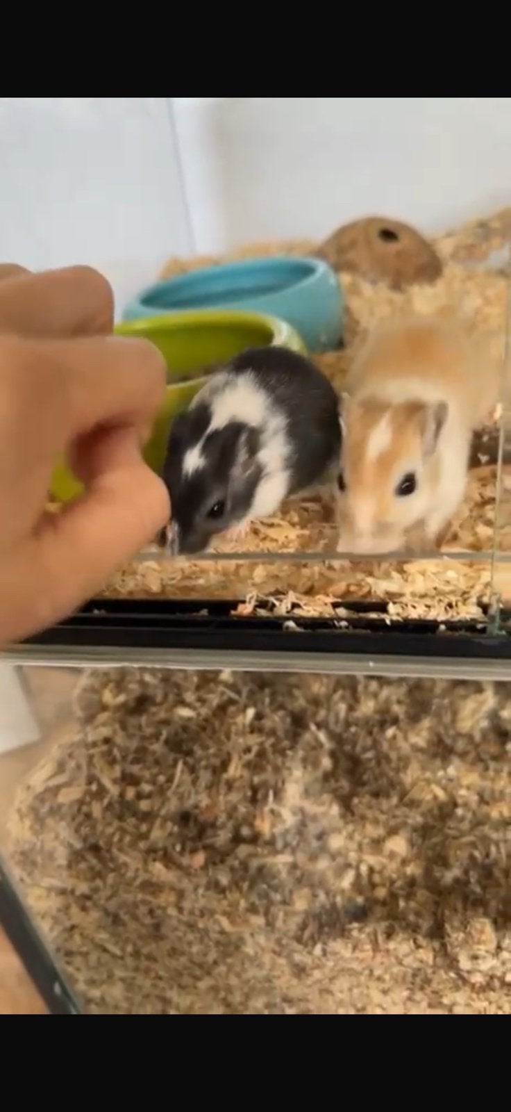 *SPOED* lieve gerbils zoeken nieuw huisje lees beschrijving, Vrouwelijk, Januari, Overige typen, Tam