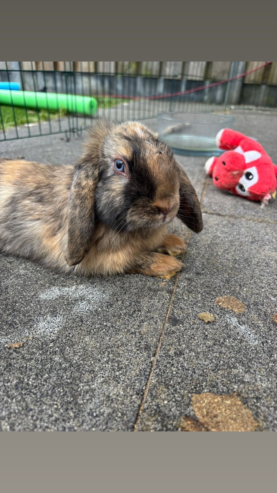Mini lob konijn, Dieren en Toebehoren, Konijnen, Mannelijk