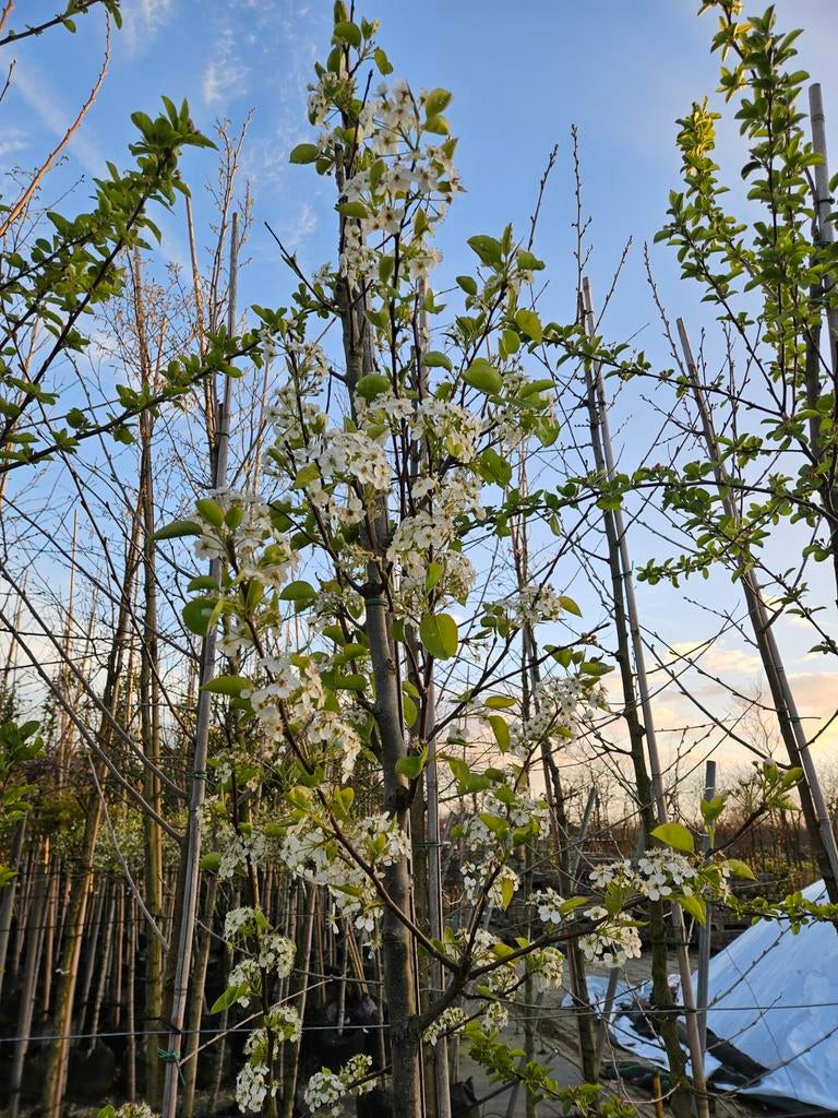 Pyrus chanticleer te koop!, Halfschaduw, Overige soorten, Lente, 250 tot 400 cm