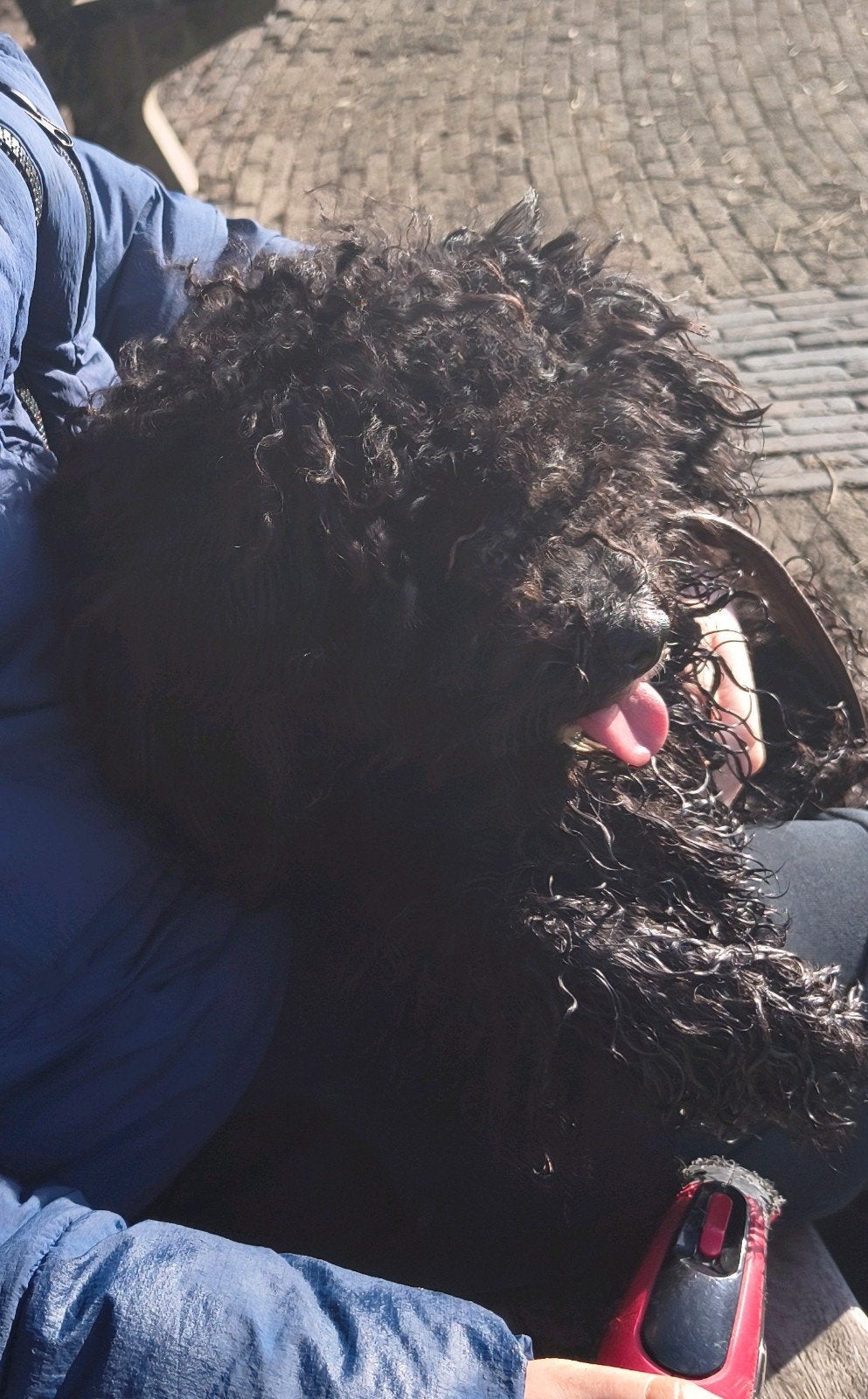 Maltezer met toy poedel, Dieren en Toebehoren, Reu, 1 tot 2 jaar, Eén hond, Nederland