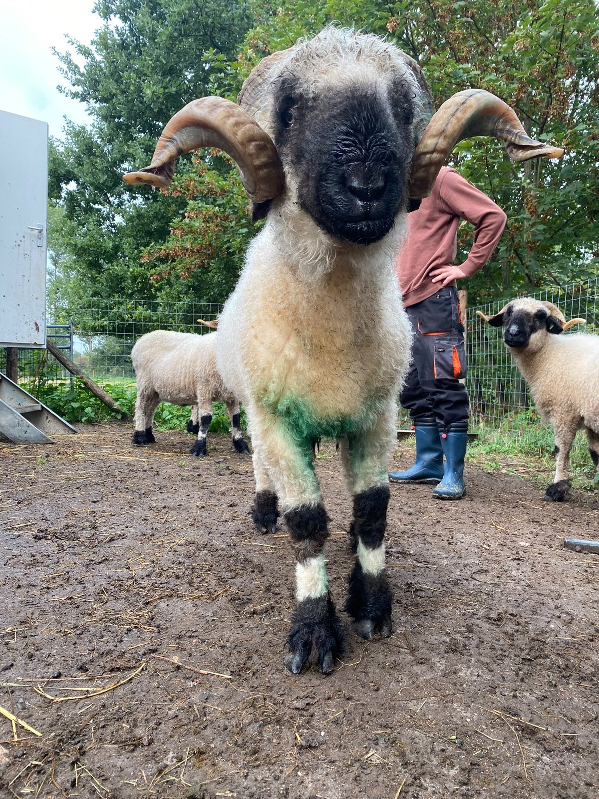 Walliser schwarznase stamboek dubbel ARR ram, Mannelijk, Schaap