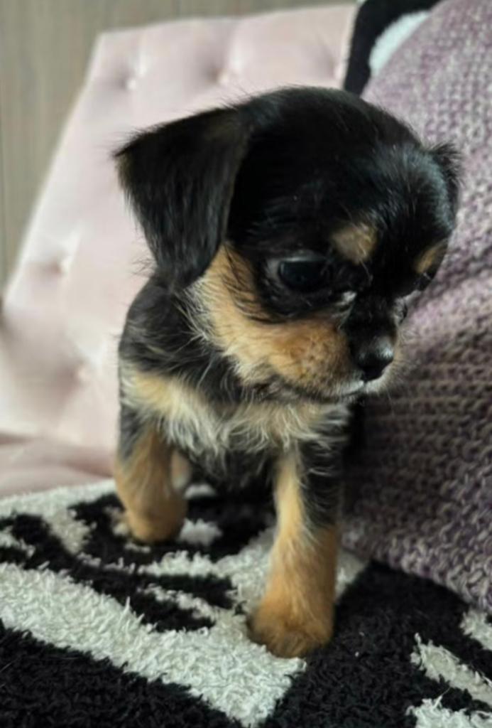 Kruizing chihuahua - shih tzu (ShiChi) van 11 weken jing, Reu, 8 tot 15 weken, Eén hond, Klein