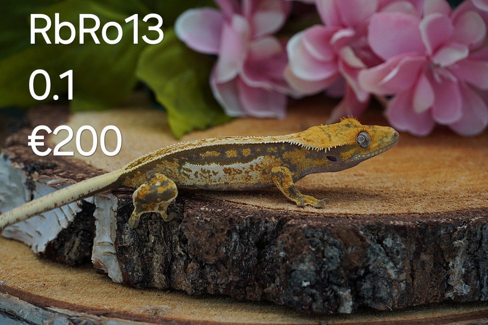 Wimpergekko Dame C. Ciliatus Crested Gecko - female for sale from Colourful Exotics
