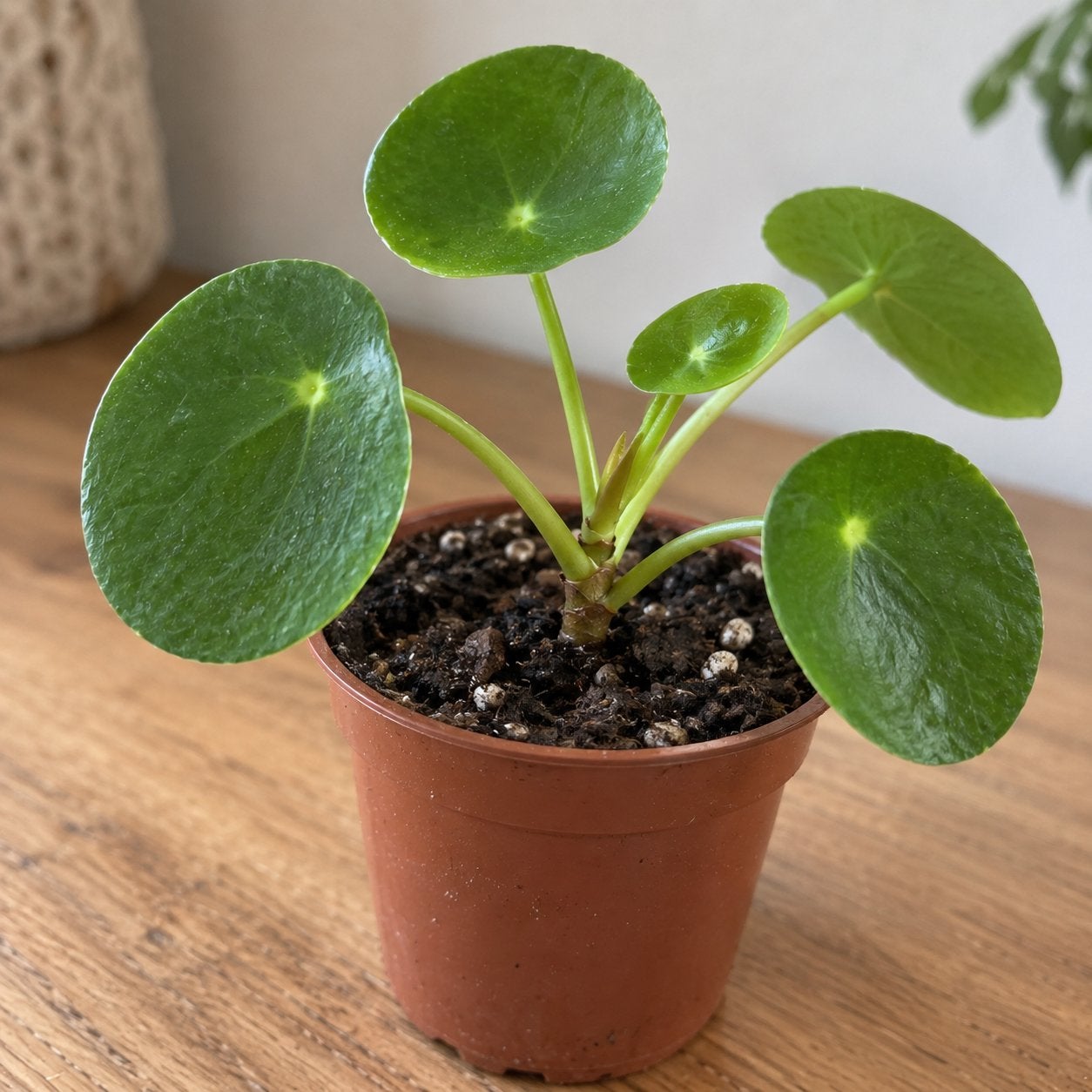 Stekjes pannenkoekplant (Pilea Peperomioides), Vaste plant, Bloeit niet, Halfschaduw, Ophalen
