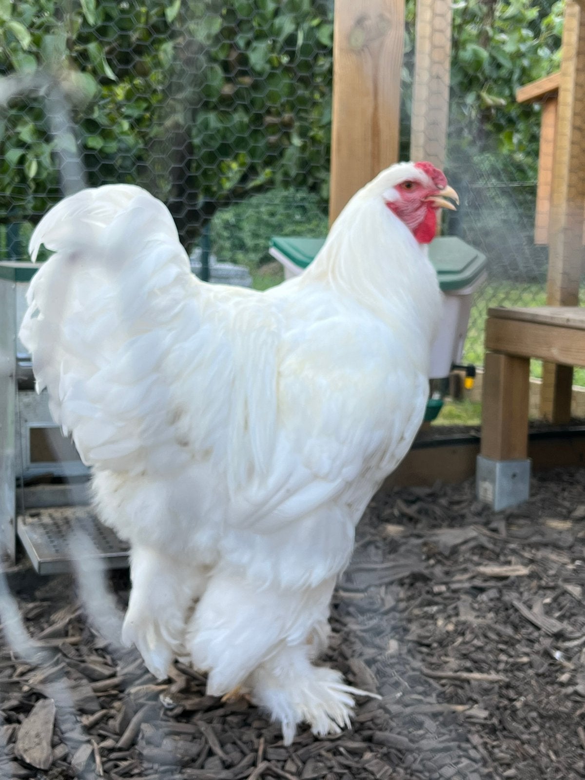 Prachtige grote witte brahma te koop, Dieren en Toebehoren, Mannelijk, Kip