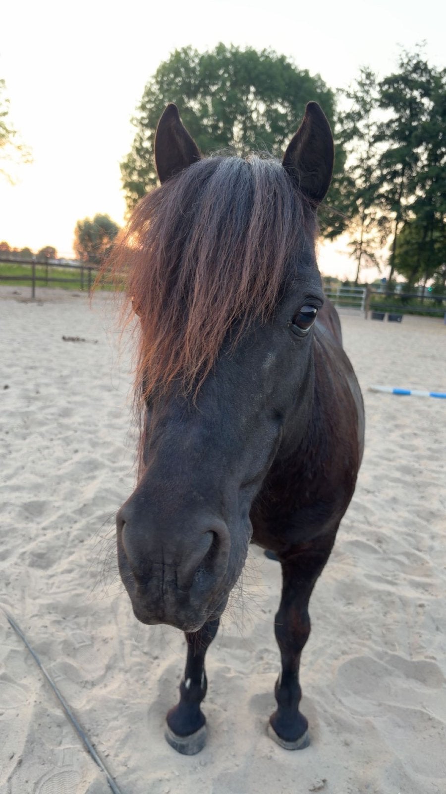 Verzorger gezocht voor lieve pony’s(omgeving ede), Ophalen of Verzenden, Nieuw