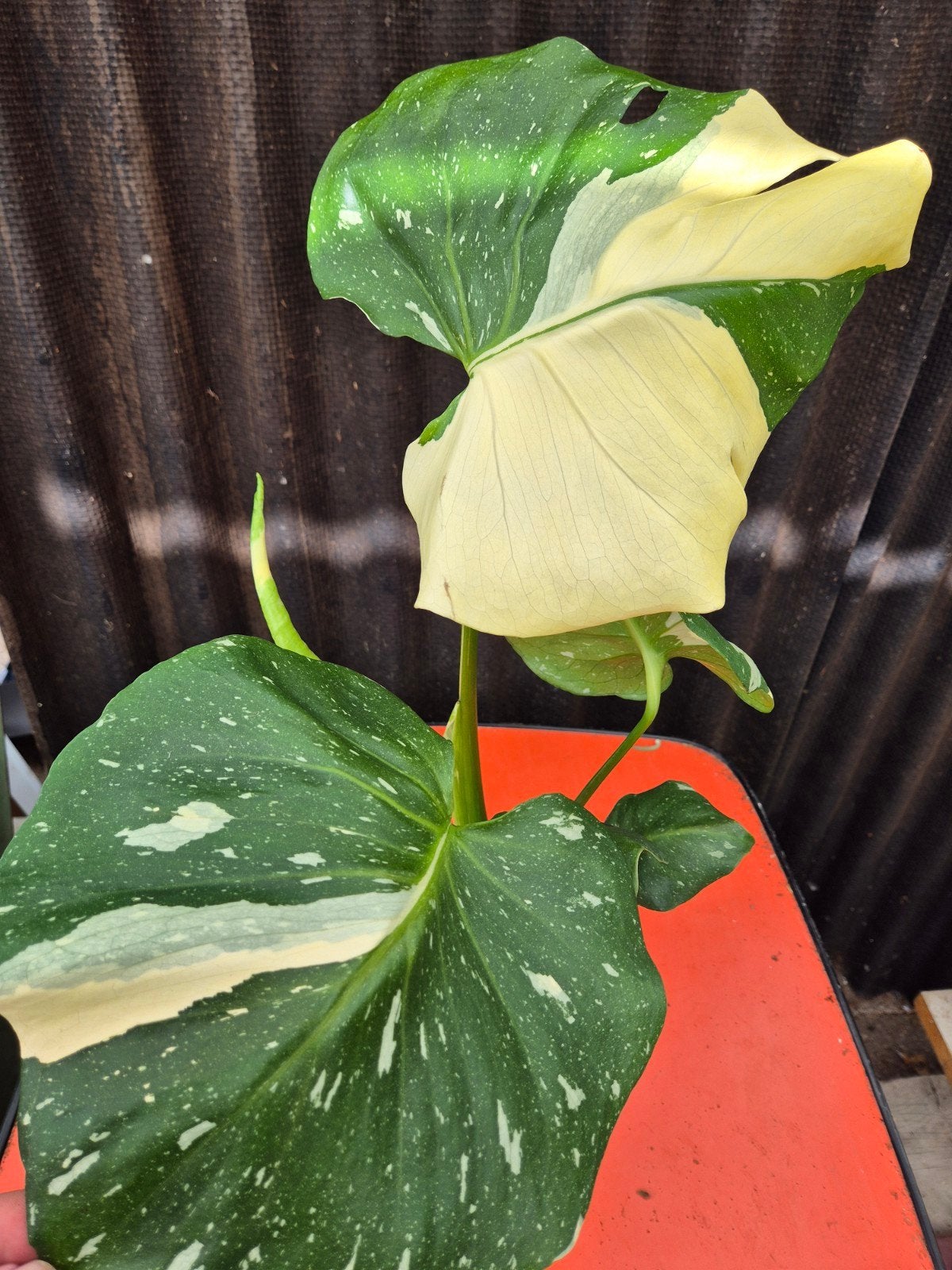 Monstera Thai Constellation p14 (4), Huis en Inrichting, Kamerplanten, Ophalen of Verzenden, Halfschaduw, Minder dan 100 cm