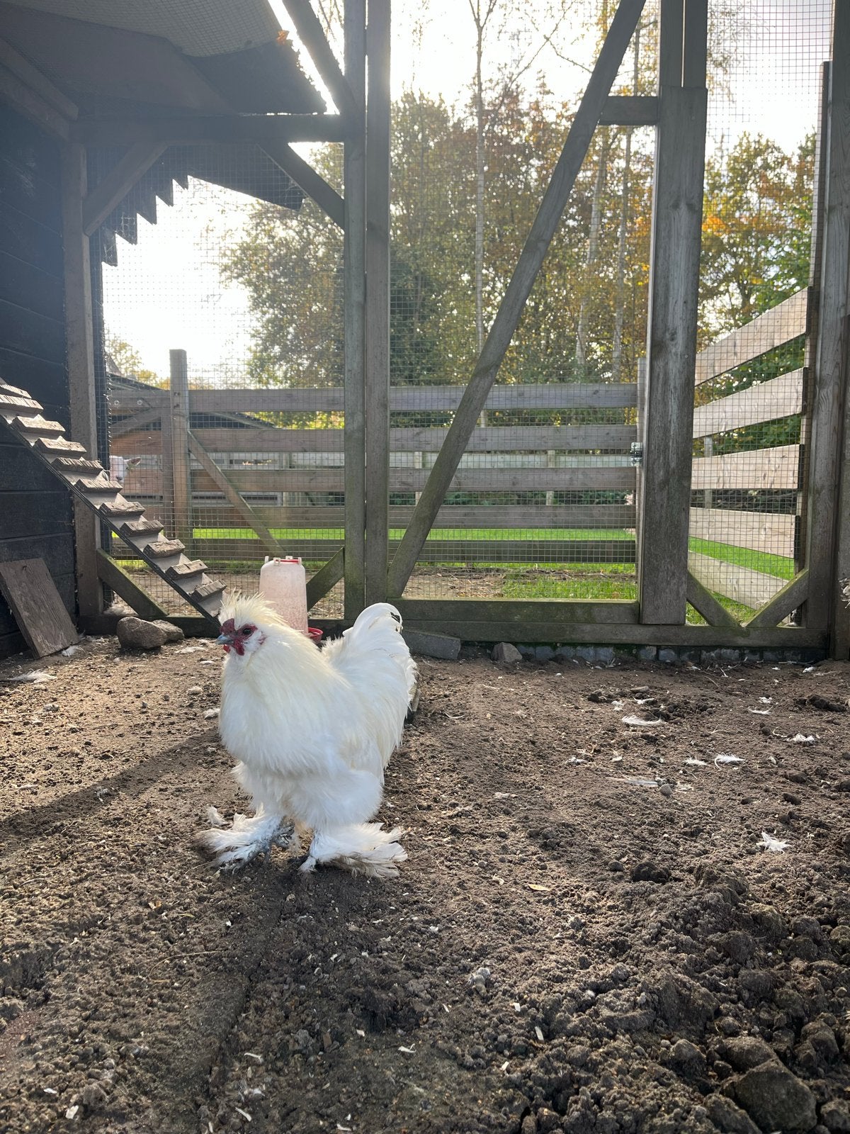 Twee hanen te koop!, Dieren en Toebehoren, Mannelijk, Kip