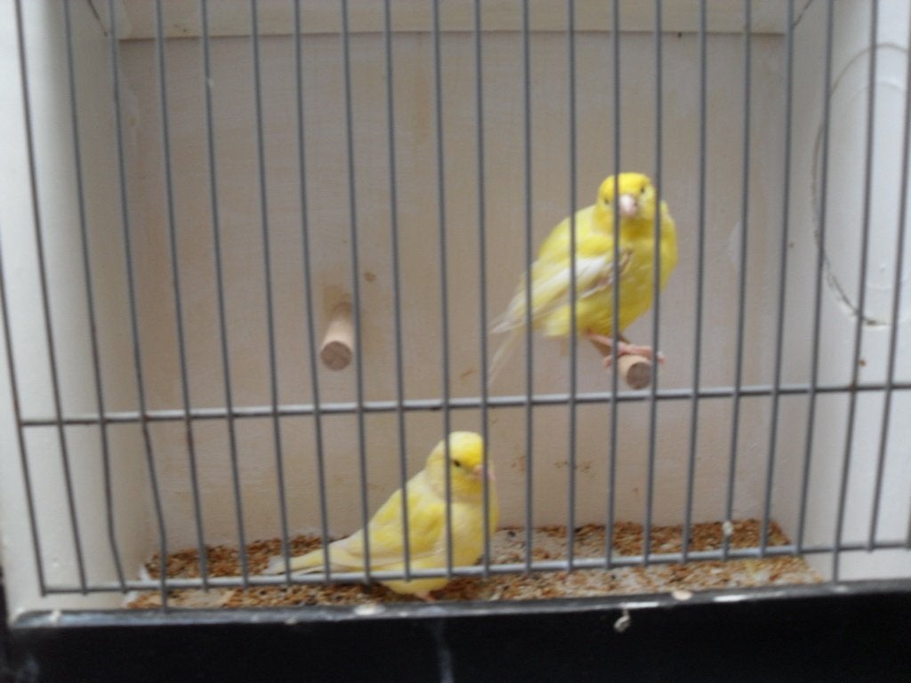 kanaries/tropische vogeltjes, Dieren en Toebehoren, Meerdere dieren, Kleurkanarie