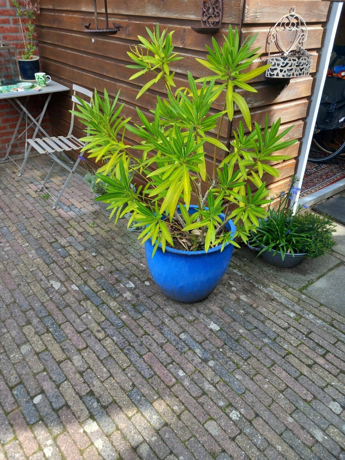 mooie grote oleander, zonder pot!!!, Tuin en Terras, Ophalen, Overige soorten, Volle zon