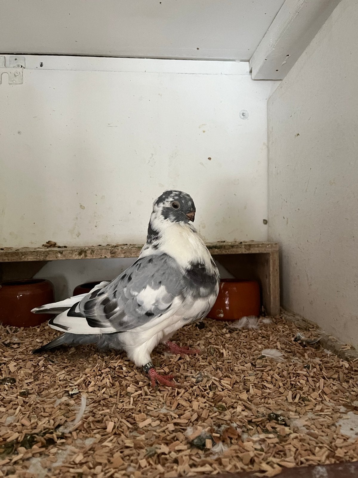 Canario kropper, Dieren en Toebehoren, Vrouwelijk, Kropper