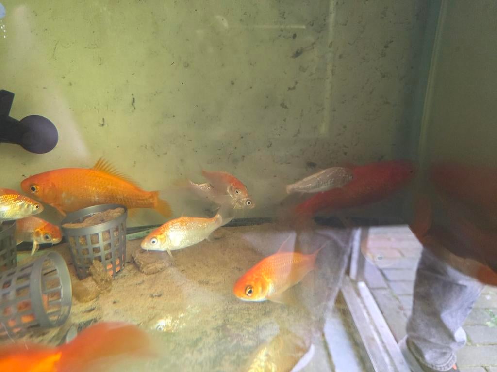 Koi karper junioren en grote goudvissen, Karper of Koi