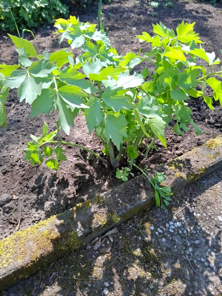 Maggie plant, Ophalen, Minder dan 100 cm, Overige soorten, Zomer