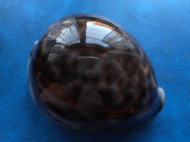 Schelpen: Cypraea tigris L. (donkergrijs) gem 81mm, Ophalen of Verzenden, Schelp(en)